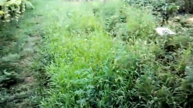 Семена табака, как не допустить ошибку при выборе смотреть онлайн