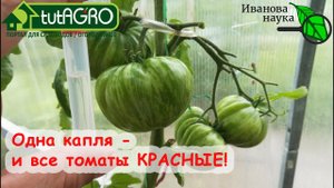 ВСЕГО 1 КАПЛЯ и ВСЕ ТОМАТЫ ПОКРАСНЕЮТ ВМИГ БЕЗ ТРАВМ, ОЖОГОВ, ЙОДА и СОДЫ! Природное средство!