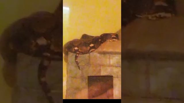 Алматы зоопарк 2022 14.06 zoo. смотреть онлайн