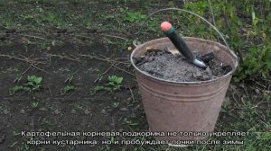 Как правильно подкормить крыжовник весной