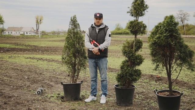 Делаем из туи произведение искусства смотреть онлайн