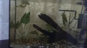 Коряга красит воду. Как быть?