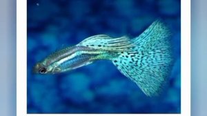 Гуппи на разведении которых можно заработать.породы стоимостью от 100 до 300 рублей,читайте описани