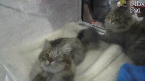 Как ухаживать за сибирской кошкой?