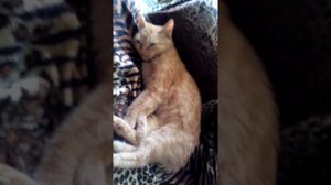 Сон кошки с открытыми глазами / Sleeping cat Asya.