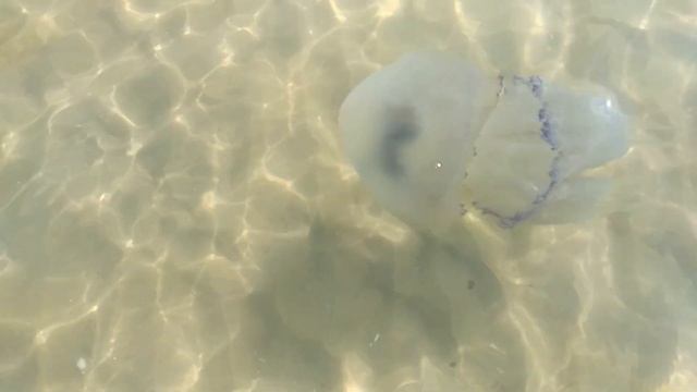 Медузы в Чёрном море, сентябрь. 4К Видео. / Jellyfish in the Black Sea, September.