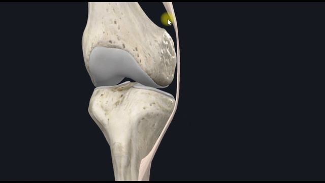 Полусухожильная мышца (m. semitendinosus) 3D Анатомия смотреть онлайн