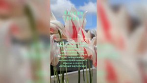 Красивые женские имена Раяна Латифа Хузаймат Разия #женскиеимена #значениеимени #мусульманскиеимена