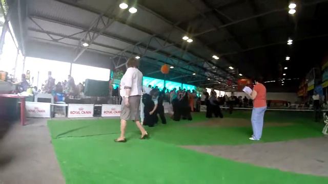 Сравнение сук смотреть онлайн