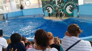 Сочинский   дельфинарий?./Шоу  касаток  дельфин  и  морских  котиков❤