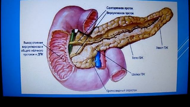 ФУНКЦИНАЛЬАЯ АНАТОМИЯ ДВЕНАДЦАТИПЕРСТНОЙ КИШКИ смотреть онлайн