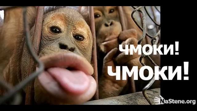 Позитивчик!!!!!!!! смотреть онлайн