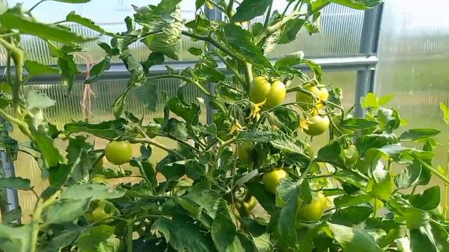 Вершинная гниль, что же делать? 17 июня 2023 года. Интересно тем кто смотрит канал @"Семена Алтая" смотреть онлайн