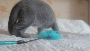 Британский котик 3 месяца