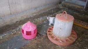 Касаны,агараны,бакинские голуби,ленинаканские голуби!! Ответы на вопросы зрителей канала .#pigeon#