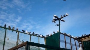 голуби ленинаканские!