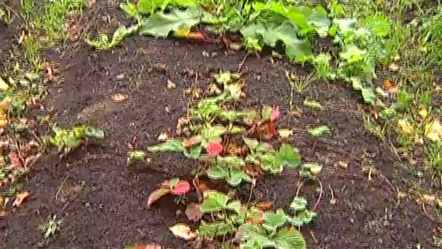 Зелёный участок. Виктория осенью смотреть онлайн