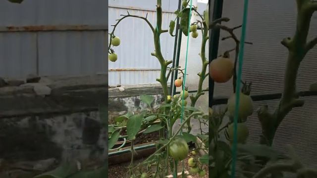 Обзор отличных томатов, очень вкусных  для Урала , в теплице !???#теплица#обзорпомидор#обзортеплицы