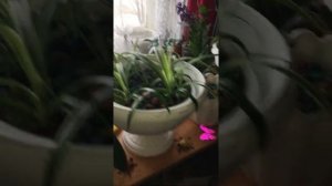 Я добилась результата!!! Как долго держать поросшие черенки роз из букета срезанных роз в парничке?