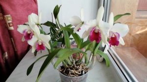 Орхидея каттлея. Цветение