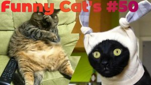 Смешные коты #50.mp4