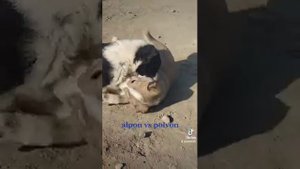 итлар жанги