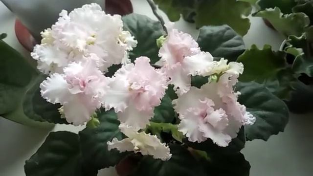 ЧТОБЫ ТАК ЗАЦВЕЛА ФИАЛКА !!!!!!!!!!! смотреть онлайн