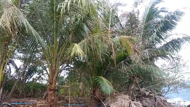 Ко Куд статуя Будды и рыбацкая деревня Ao Salad на острове Ко Куд Таиланд, большой сидячий будда смотреть онлайн