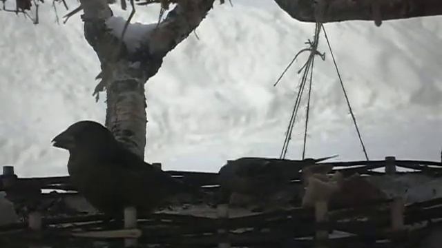 дубонос, чечетка, синица, снегирь девочка смотреть онлайн