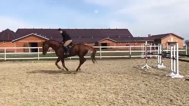 Донской жеребец Бермуд смотреть онлайн