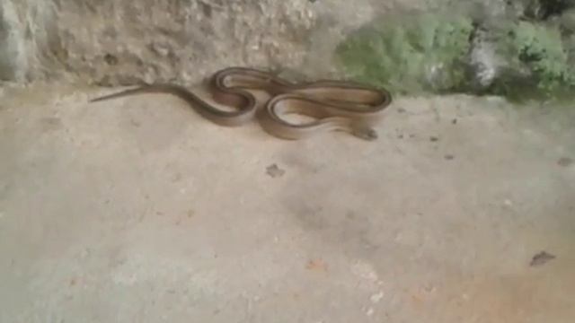 Elaphe scalaris - Cobra de Escada смотреть онлайн