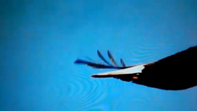 Тотемное животное часть 1 смотреть онлайн