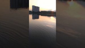 р.Кубань!Сом на невскую катушку