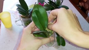 Сажаю мини орхидей в МОХ /поливаю новые орхидеи препаратам Formulex