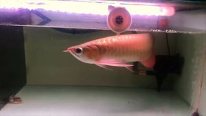 Может ли рыбка стоить как мерседес? Да, если это - Арована (Аравана, рыба дракон, Arowana)