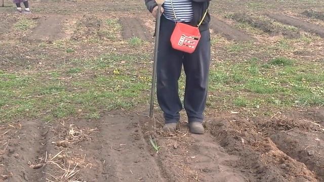 (24)Демонстрация работы ручной сажалки для лука , чеснока , фасоли . . .