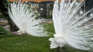 павлины распускают хвост