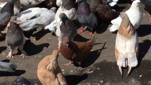 Небольшой обзор краснодарских бойных голубей. А также небольшой обзор николаевских голубей.