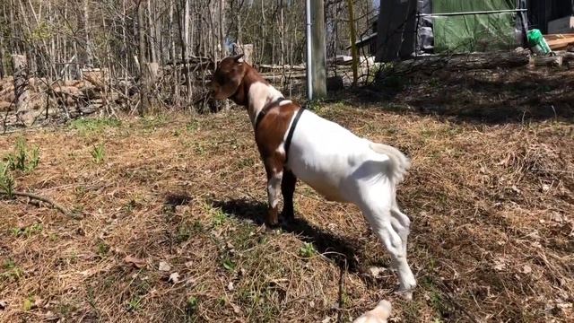 Homestead Tour and south Landscaping ~ How to Grow a Garden with Scarlett смотреть онлайн