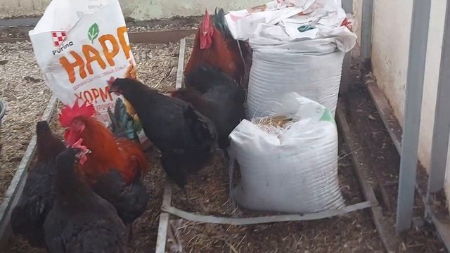 МАРАНЫ | ПОЧЕМУ  КОРМЛЮ КУР НЕДРОБЛЕНЫМ ЗЕРНОМ | НАШ ДЕРЕВЕНСКИЙ ДОМИК | СТИМУЛИРУЮ ЯЙЦЕНОСКОСТЬ