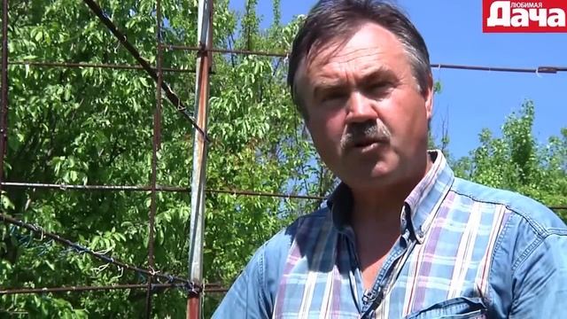 Уход за плодоносящими кустами винограда соцветия и нормировка смотреть онлайн