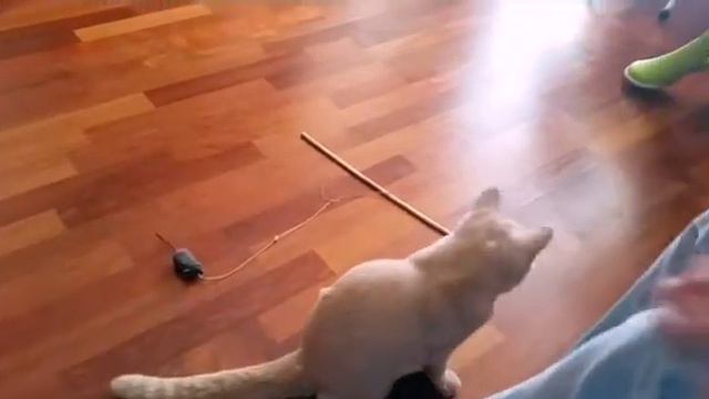 Без кота и жизнь не та