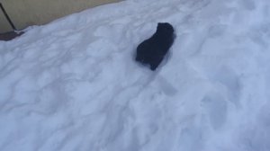 злой агрессивный #щенок  #Алабай