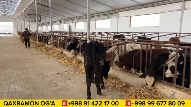 ЯНГИ ПАРТИЯ ЗОТДОР МОЛЛАР КЕЛДИ КАХРАМОН ОГАНИ ФЕРМАСИ СИММЕНТАЛ АНГУС АВЛИКОЛ 12-ЯНВАР ХОРАЗМ БОЗО