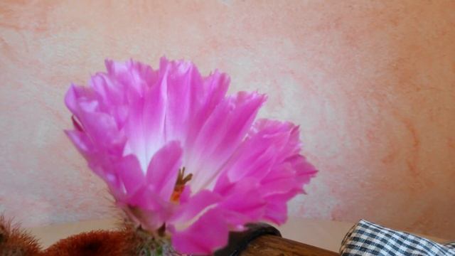 Cactus?Echinocereus Rigidissimus . Vídeo 1 смотреть онлайн