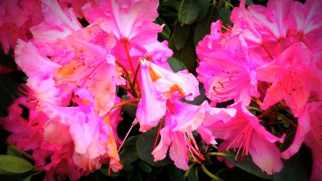British Spring Blossoms - Colourful Rhododendrons Flowers In Garden #rhododendron #gardening #sprin смотреть онлайн