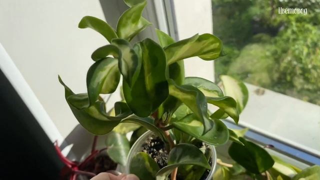 Моя коллекция хой, суккуленты и др. Калатея расцвела.
