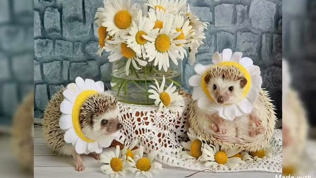 ПЕСЕНКА ДЛЯ ПОДНЯТИЯ НАСТРОЕНИЯ! ВЕСЁЛЫЕ ЁЖИКИ! С ДОБРЫМ УТРОМ! ???#хорошеенастроение
