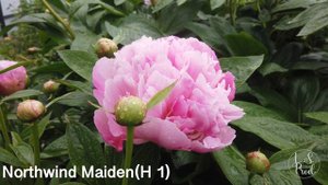 Northwind Maiden (H1)