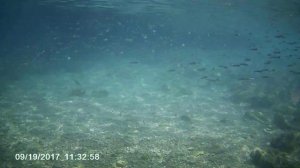 В поисках Немо 3